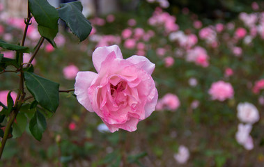 Pink rose flowers in beautiful  garden at the morning, summertime. the splendor of the flowering plants. lovely flower background of roses. International women's day March 8