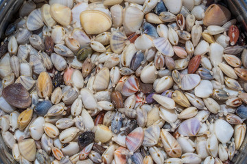 Local people gathered seashells along with clams for food on the island of Zanzibar, Tanzania, East Africa. Seashells in a pan with water, close up