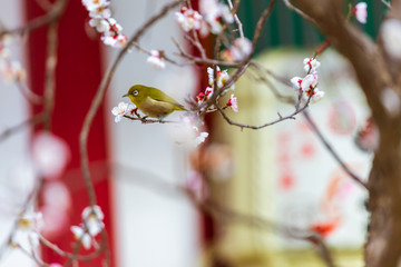 大宰府天満宮の飛梅とメジロ