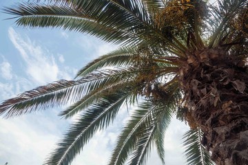 Fototapeta na wymiar Blooming date palm tree on the background of blue sky