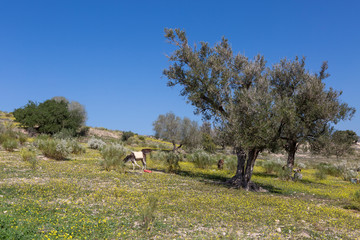 Esel auf einer Weide bei Essaouira, Marokko