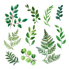 Watercolor collection of greenery foliage and leaves on white background. Green herbs, plant branches illustration.