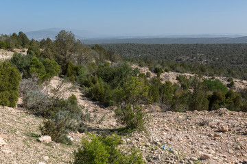 Blick auf Arganwälder, Essaouira, Marokko