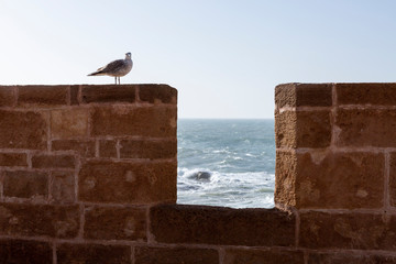 Möwe auf der Befestigungsmauer der Skala de la Kasbah von Essaouira, Marokko