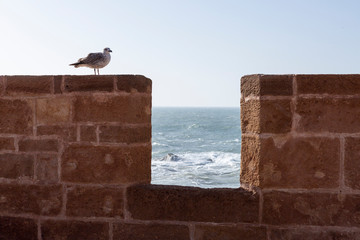 Möwe auf der Befestigungsmauer der Skala de la Kasbah von Essaouira, Marokko