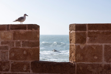 Möwe auf der Befestigungsmauer der Skala de la Kasbah von Essaouira, Marokko