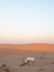 Oryx on sand dunes in Dubai susnet UAE