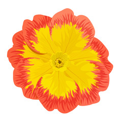 Primrose Primula Vulgaris blossom. Flower. Top view. Vector illustration. Isolated on a white background.