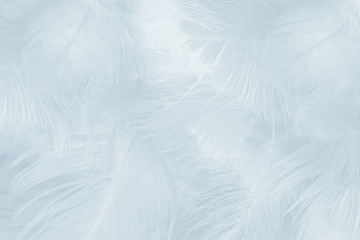 Beautiful white baby blue colors tone feather pattern texture cool background for decorative design...