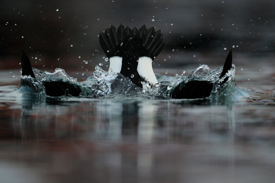 Diving King eider duck male