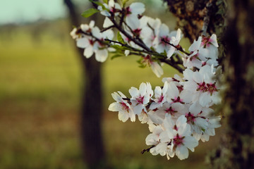 Spring background with pink blossom almond. Beautiful nature scene with blooming tree and sun flare.