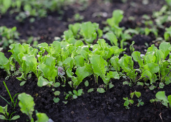 Isolated Baby Cos leaf lettuce plant in the farm. Salad lettuce in the organic farm. 