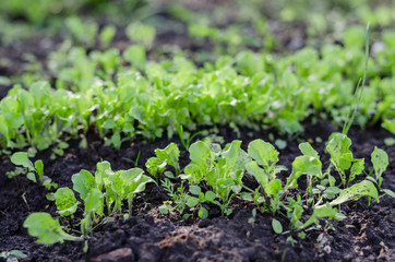 Isolated Baby Cos leaf lettuce plant in the farm. Salad lettuce in the organic farm. 