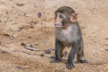 Sad little monkey macaque is on a yellow sand background in the natural park
