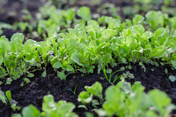 Isolated Baby Cos leaf lettuce plant in the farm. Salad lettuce in the organic farm. 