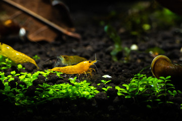 Nice yellow neocaridina freshwater shrimp in aquarium pets