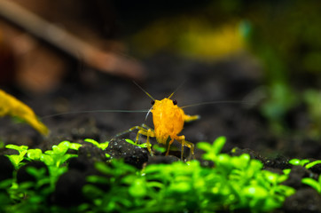 Nice yellow neocaridina freshwater shrimp in aquarium pets
