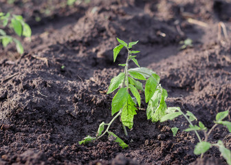 Young tomato plants in the garden