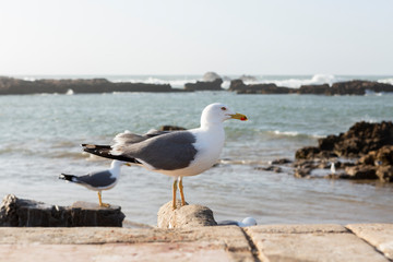 Fototapeta premium Möwe an der Atlantikküste, Essaouira, Marokko