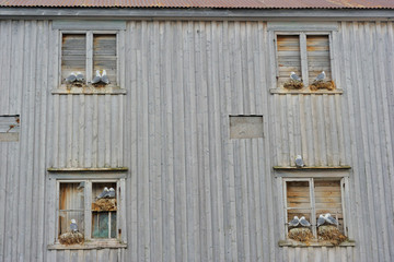 Kittiwake gulls breeding on the wall of an abandoned house