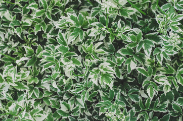 Leaves of green plant. Natural green background