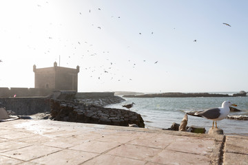 Möwen am Hafen von Essaouira, Abendstimmung in Marokko