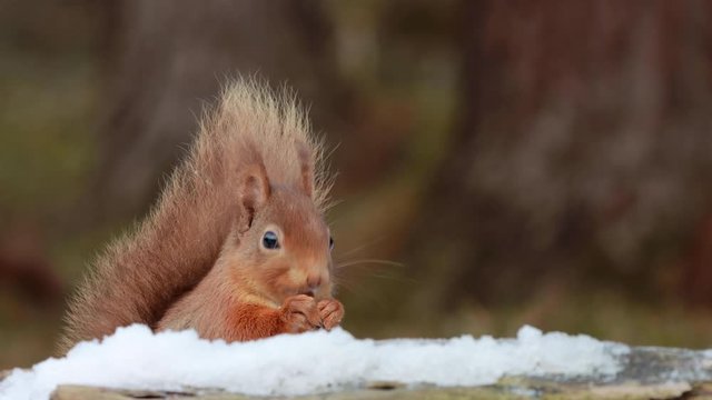 Red squirrel, Sciurus vulgaris, moving/searching and eating nuts on snow during march within a pine woodland in the cairngorms national park, Scotland. 
