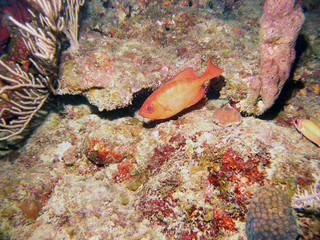 A Lunar Bigeye (Priacanthus hamrur)