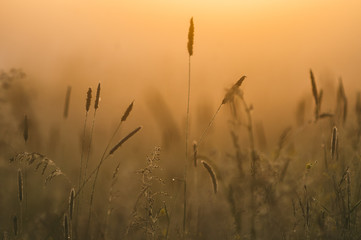 Fly on High Grasses in Spring Morning Light with Misty Background