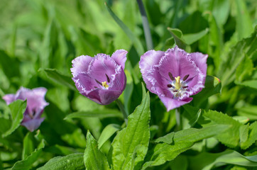 Spring Display of Purple and White Fringed Tulips Tulipa 'Cummins' in Ukraine