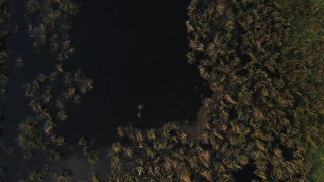 Aerial - Slow approach of a swamp in europe with water and large grasses in a birds eye view