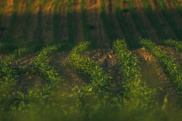 Rows of young corn shoots on a cornfield
