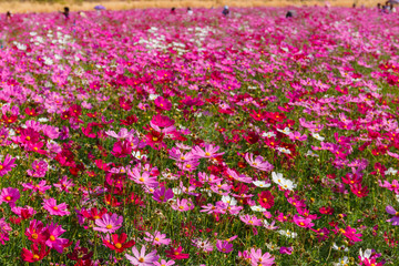 Beautiful cosmos flower field in sunny.