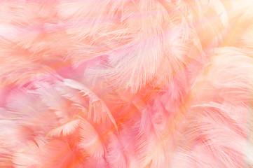 Beautiful soft pink color trends feather pattern texture background with orange light flare rainbow