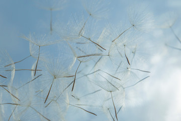 Close up of flying parachutes from dandelion against the blue sky	