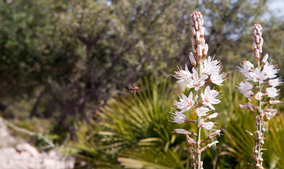 mountain flower with flying bee