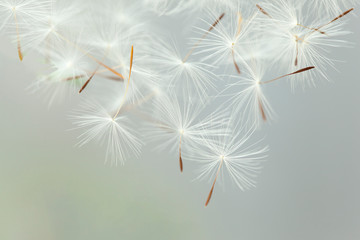 Close up of flying parachutes from dandelion on a gray background	