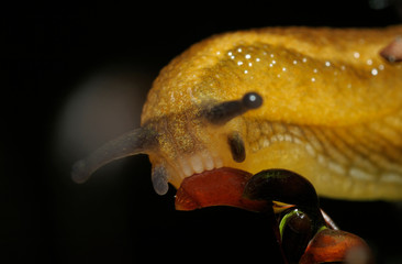 Head of the snail feeding on the moss, black background