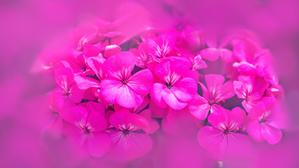 background Flower Geranium. Garden flowers. A bouquet of pink flowers blur. Full frame, Digital painting. Geranium pink