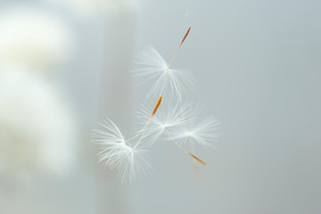 Close up of flying parachutes from dandelion on a gray background	