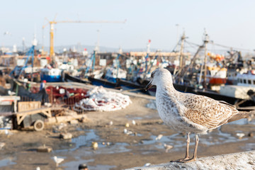 Am Hafen von Essaouira, Marokko