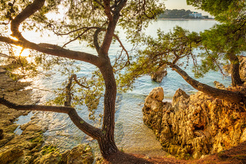 Trees on the rocky coast of the sea at sunset near  Porec town, Croatia - Istria, Europe.