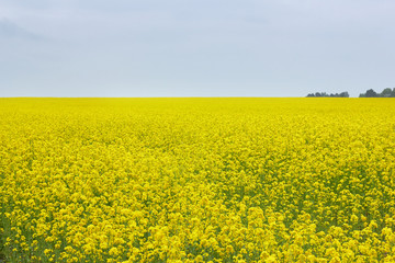 Obraz premium Blooming rapeseed field, flat land, copy space for your design