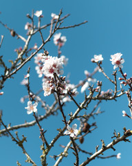 Flores del almendro, cielo azul, ramas. 