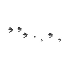 Bird Logo Template vector illustration