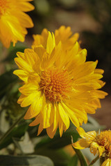The natural sunflower, yellow color