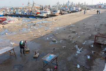 Fischer und hungriger Möwenschwarm am Hafen von Essaouira, Marokko