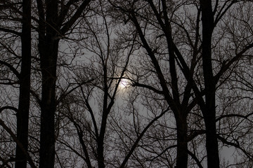 Tree and moon at twilight.