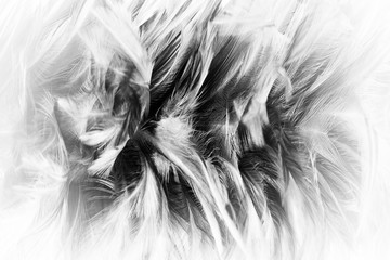 Beautiful dark black feather pattern  texture background