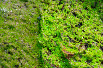 Green Algae Growing on The Rock